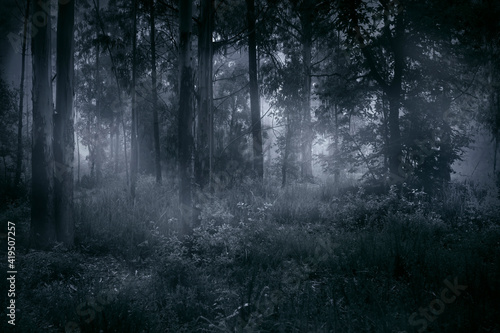 Foggy woods at dusk or dawn