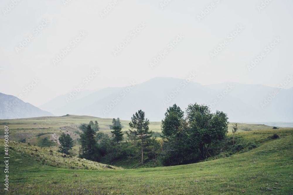 Green mountain landscape with beautiful copse among hills in fog. Vintage foggy mountain scenery with trees among vegetations on background of mountain silhouettes in mist. Atmospheric misty landscape