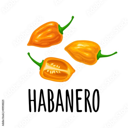 Whole and half pepper habanero. Vector color illustration isolated on white background. photo
