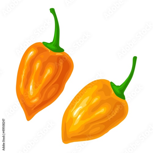 Two whole peppers habanero. Vector color illustration isolated on white background.