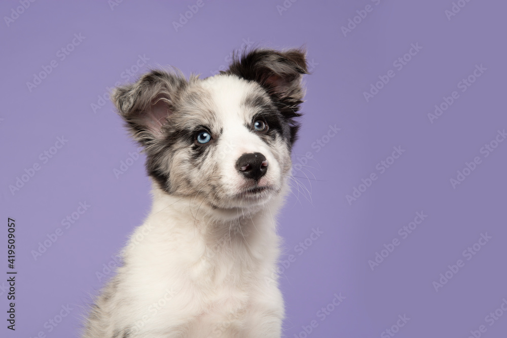 Portrait of a young border collie puppy looking up on a purple background