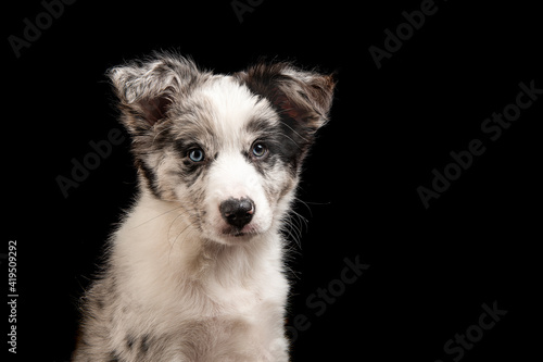 Portrait of a young border collie puppy looking at the camera on a black background