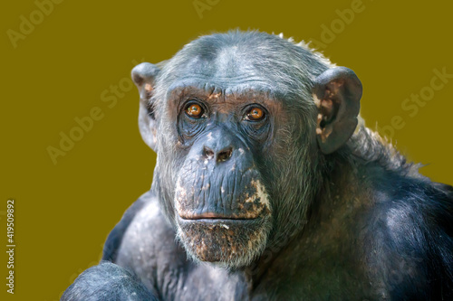 female chimpanzee monkey shot in natural habitat (Pan troglodytes) © Edwin Butter