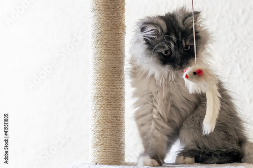 Canvas Print Nice grey little kitten looking at mouse toy