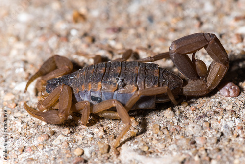 Striped Bark Scorpion (Centruroides vittatus)
