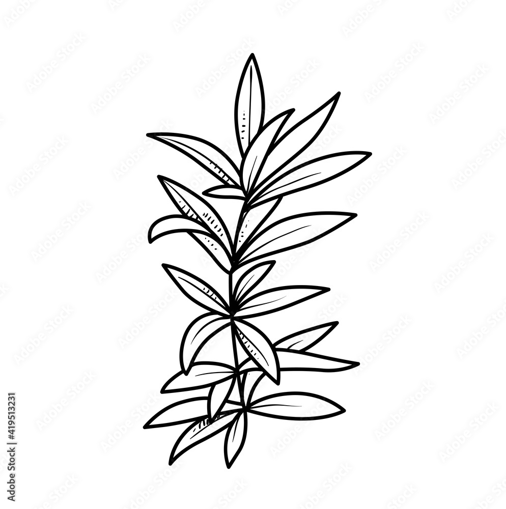 Algae with long leaves coloring book linear drawing isolated on white background