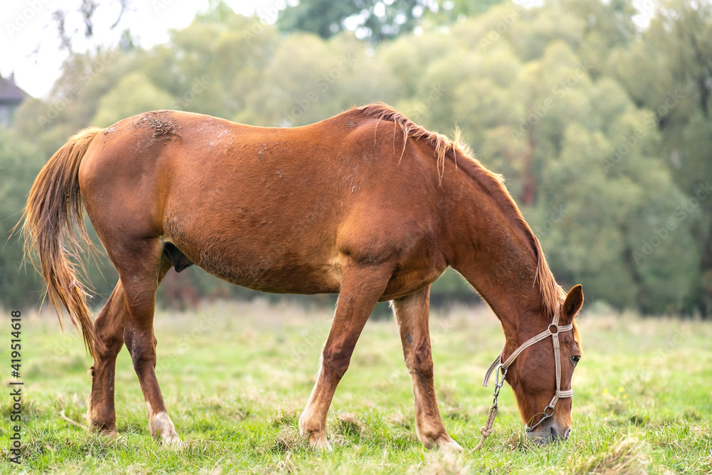 Beautiful chestnut horse grazing in summer field. Green pasture with feeding farm stallion. Beautiful chestnut horse grazing in summer field. Green pasture with feeding farm stallion.