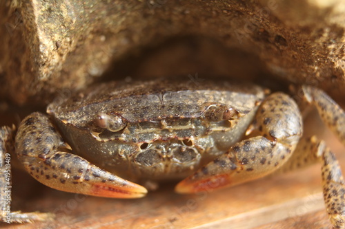 close up of a crab.Parathelphusa convexa or river crab