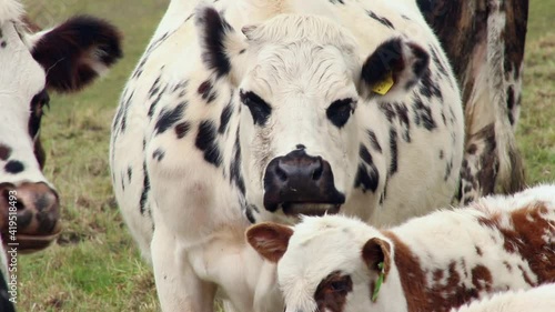 dairy cows in the paramos of sumapaz colombia photo