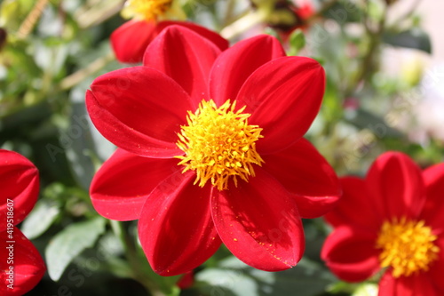 Photo détaillée fleurs rouge