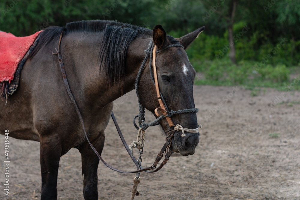 Hermoso caballo marron esperando a ser montado Hermoso caballo marron esperando a ser montado
