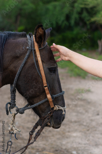 pequeña caricia a caballo marron