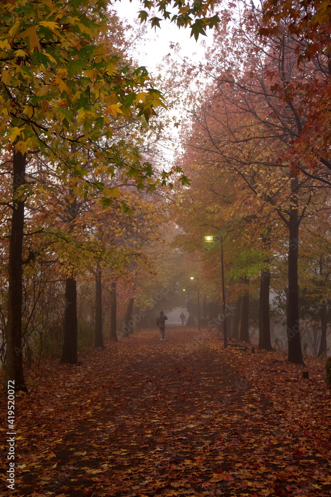 Fototapeta premium Tokyo,Japan-November 18, 2015: Foggy path in autumn in Tokyo 