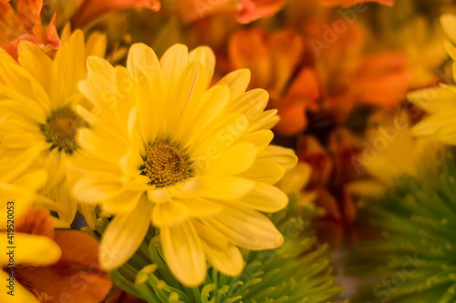 Close up of some Yellow  green and orange flowers for spring season