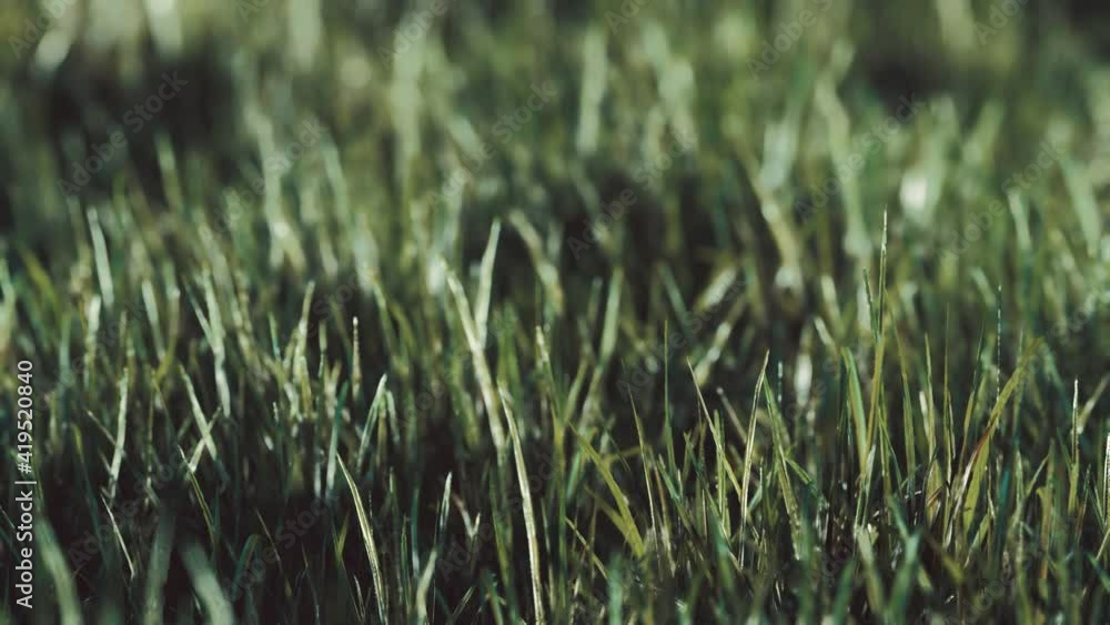 Close up of fresh thick grass in the early morning Close up of fresh thick grass in the early morning