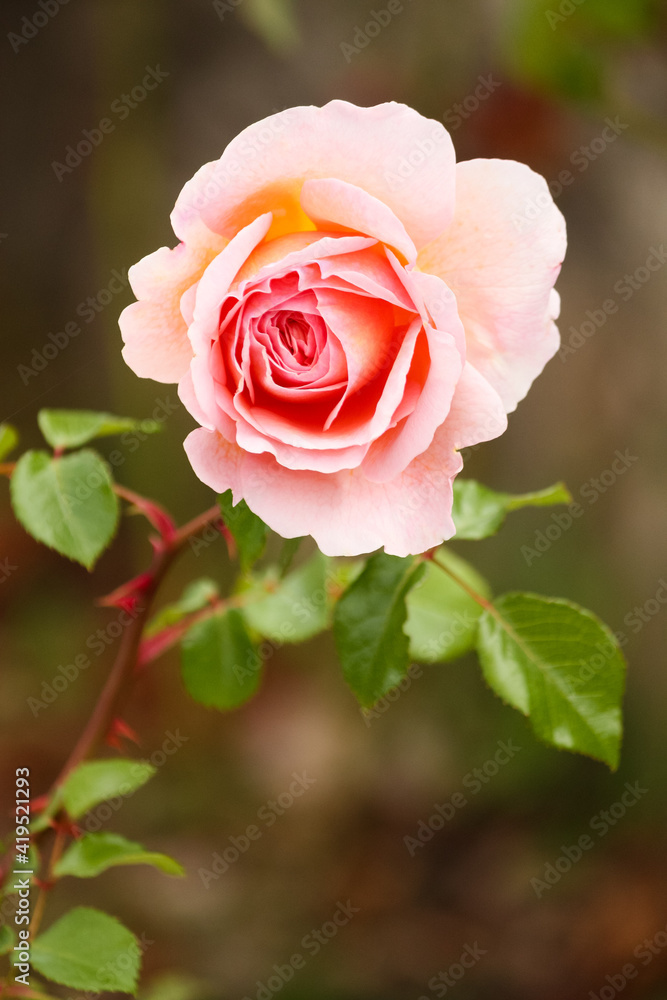 Beautiful fragrant pale pink English rose Beautiful fragrant pale pink English rose