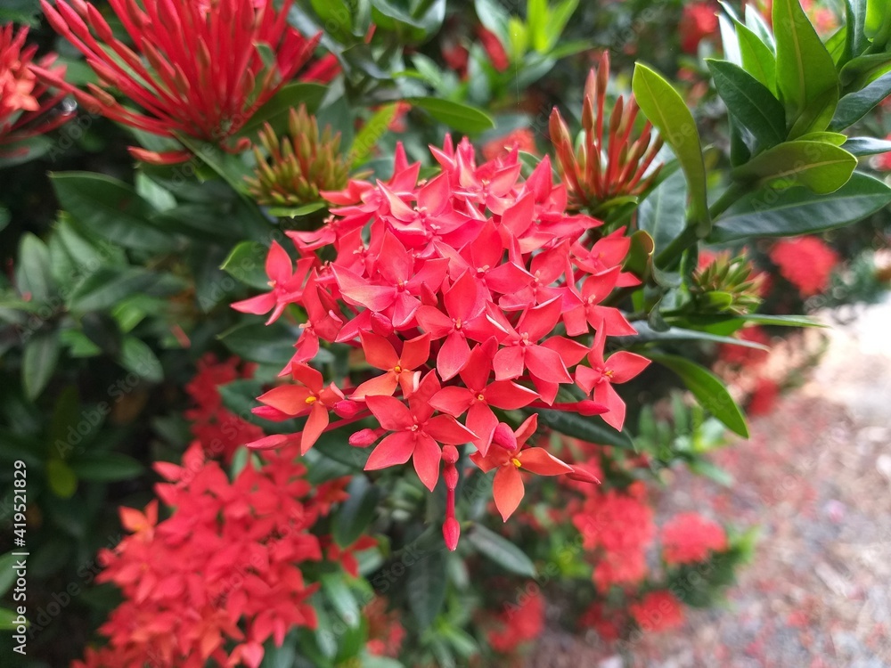red ixora flower in nature garden