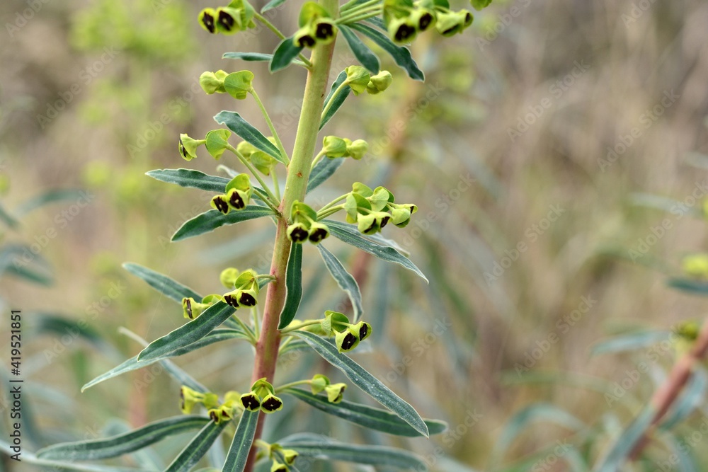 Planta de daphne gnidium en invierno