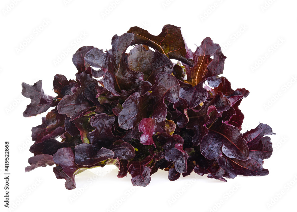 Red oak leaf lettuce isolated on white background Red oak leaf lettuce isolated on white background