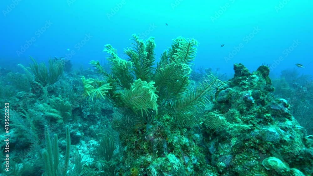 Slow Motion: Fish Swimming Over Green Coral Reef In Ocean