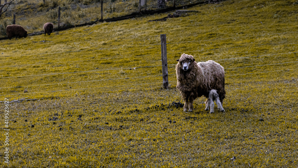 Fototapeta premium sheep in the field