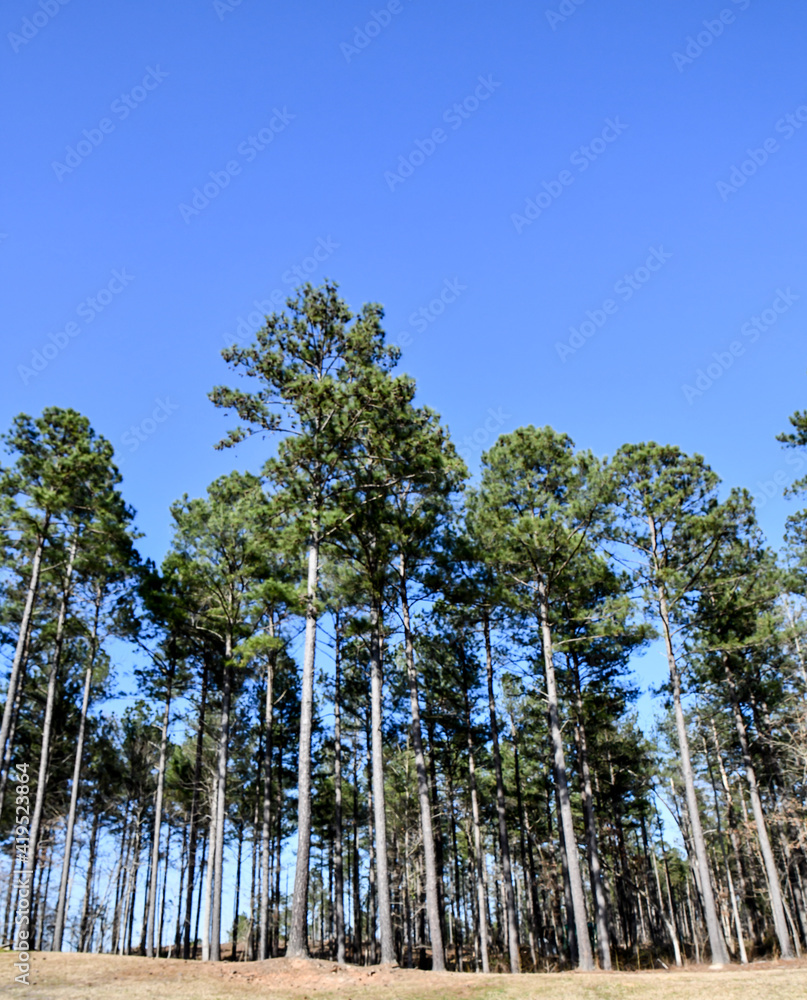 Fototapeta premium Tall pine trees against blue sky in Georgia