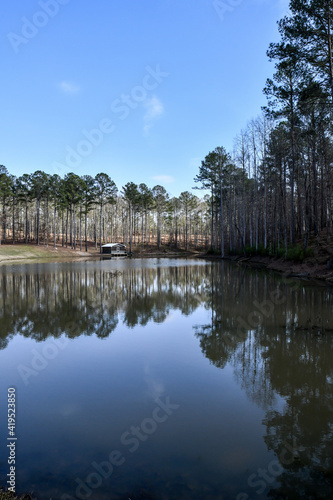 line of tall pine trees reflecting in the pond