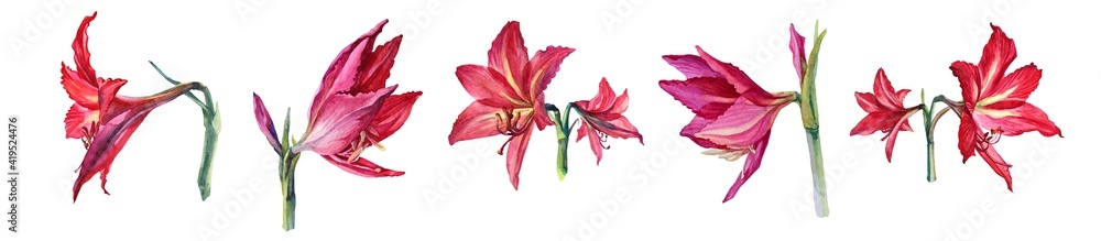 Set watercolor bouquet flower red lily and bud isolated on white background. Hand-drawn summer botanical illustration for card, celebration, wedding, birthday, wallpaper, wrapping, textile, gift