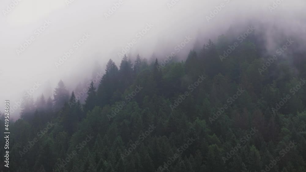 Lockdown Time-Lapse: White Clouds Passing Through The Green Trees Lockdown Time-Lapse: White Clouds Passing Through The Green Trees