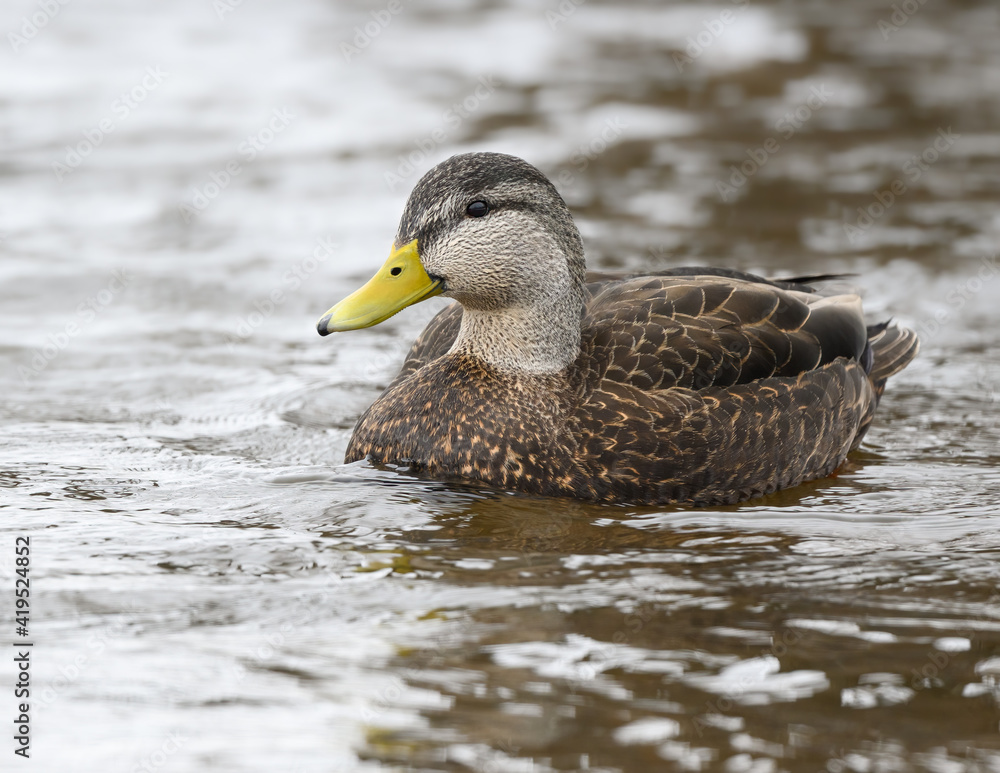 American Black Duck Swimming in River in Winter American Black Duck Swimming in River in Winter