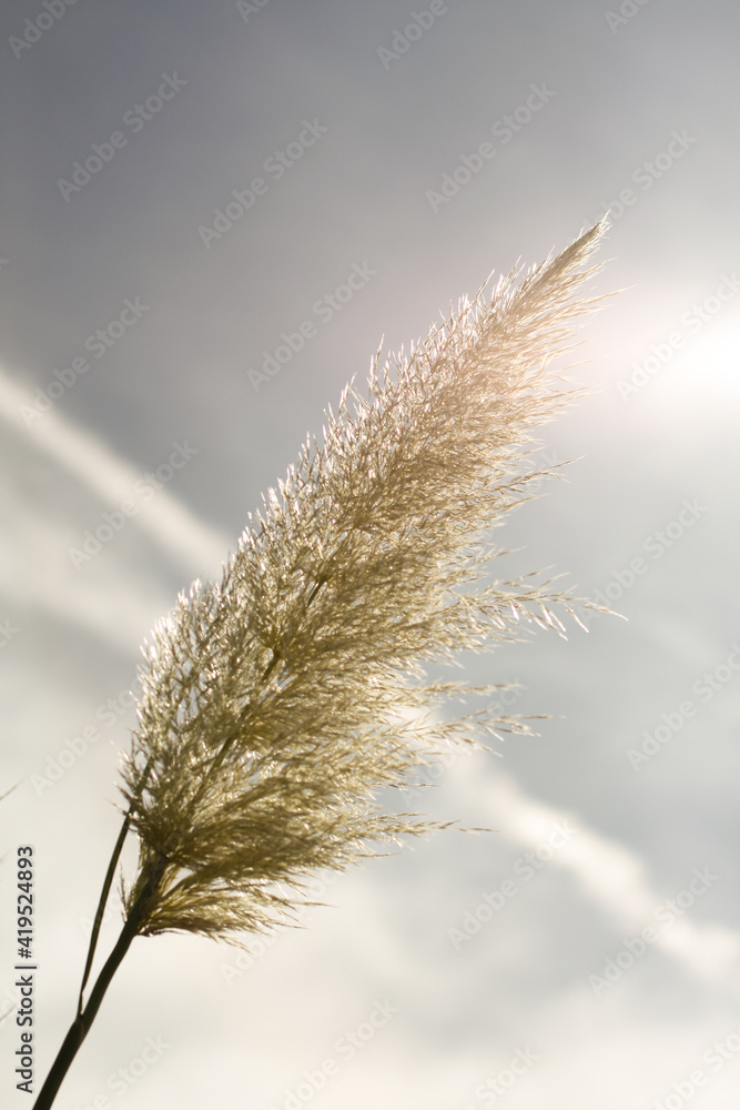 Pampas grass in the wind, Cortaderia selloana Pampas grass in the wind, Cortaderia selloana