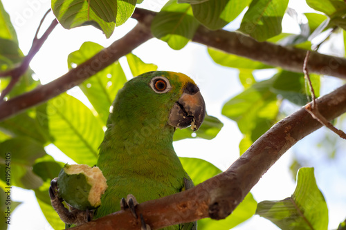 green parrot on branch