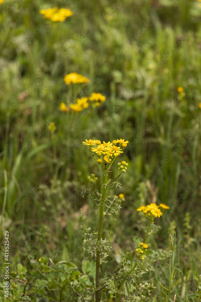 Butterweed wildflower close-up
