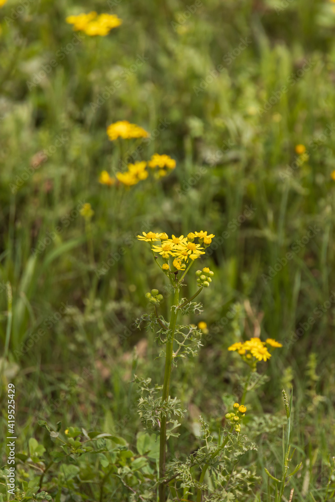 Fototapeta premium Butterweed wildflower close-up 