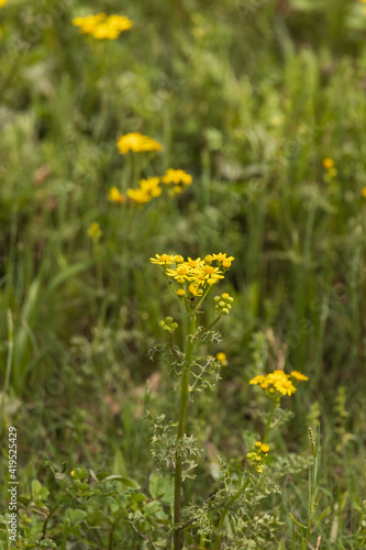 Butterweed wildflower close-up 