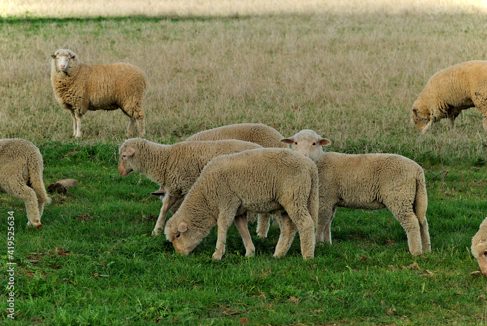 closeup of young lambs walking through pasture and grazing closeup of young lambs walking through pasture and grazing