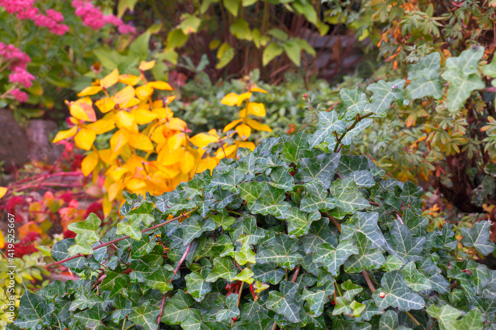 Autumn garden. Intense colors of autumn plants. English ivy in the foreground. Autumn garden. Intense colors of autumn plants. English ivy in the foreground.