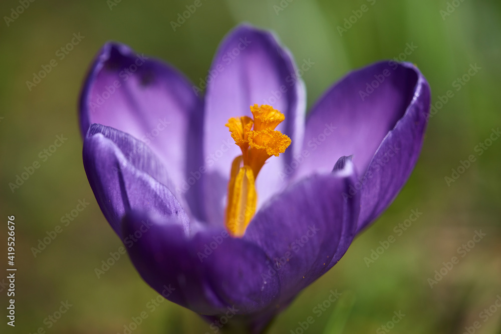 krokus 1