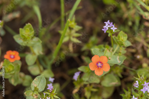 Small orange flowers with purple and yellow center