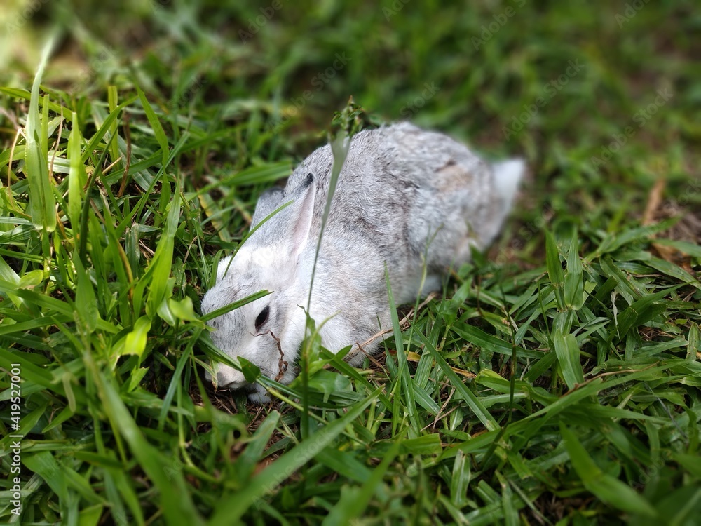 Fototapeta premium fish in the grass