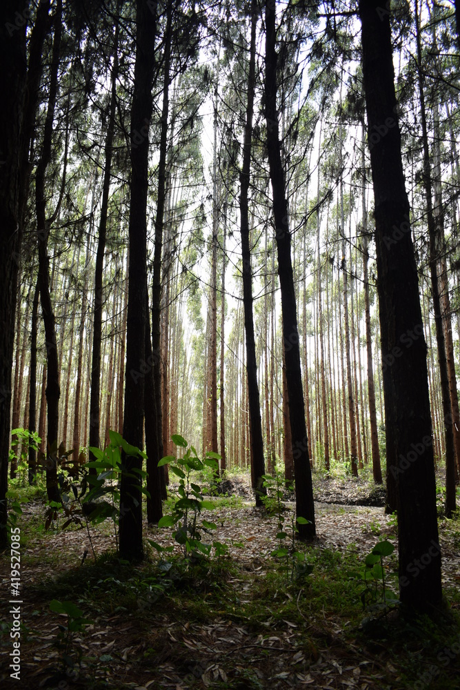 Naklejka premium floreciendo entre plantación de pinos
