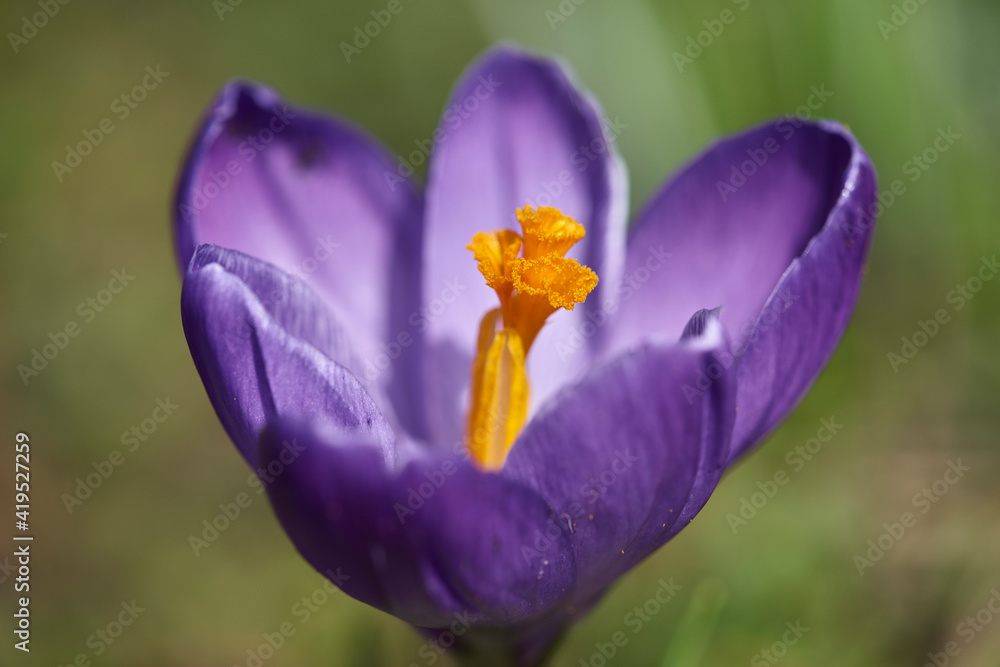 krokus 2
