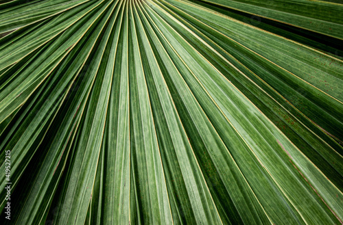 abstract palm leaf texture, dark green foliage nature background © Nabodin