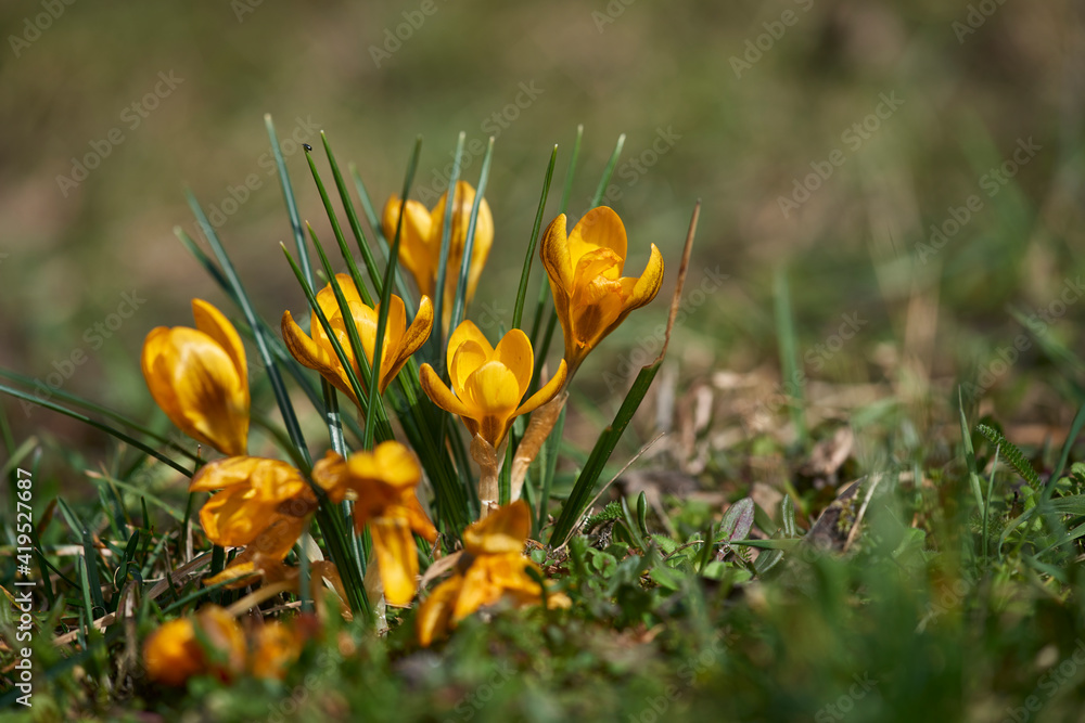 krokus 4
