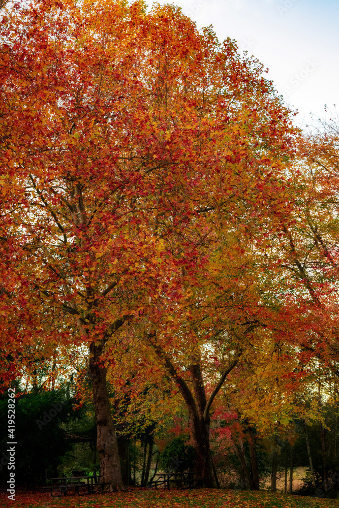 autumn in the park