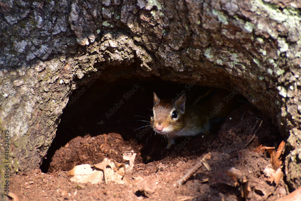 Obraz premium Chipmunk, animal, rodent, squirrel, pet, tree, mammal, cute, nature, fur, big eyes, wildlife, wild, young, domestic, small, kitty, sitting, cats, eyes, little, animals, curious, outdoor, baby