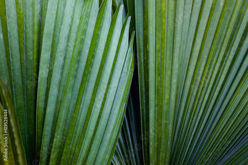 abstract palm leaf texture  dark green foliage nature background