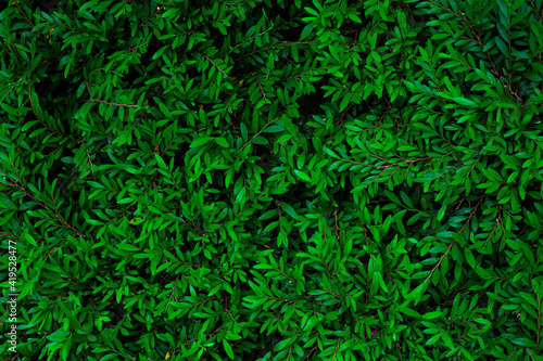 Full Frame of Green Leaves Texture Background. tropical leaf