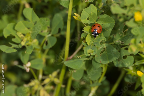 Ladybug on a clover leaf