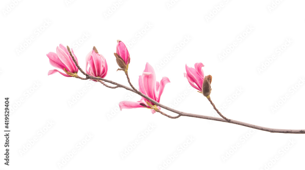 pink flower of magnolia spring branch isolated on white background pink flower of magnolia spring branch isolated on white background
